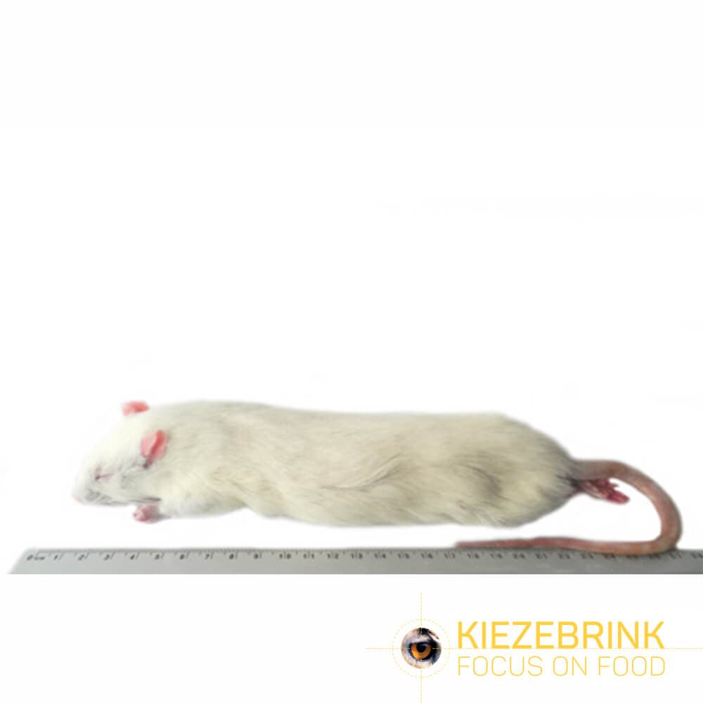 Jumbo Rats (ca. >350 g)