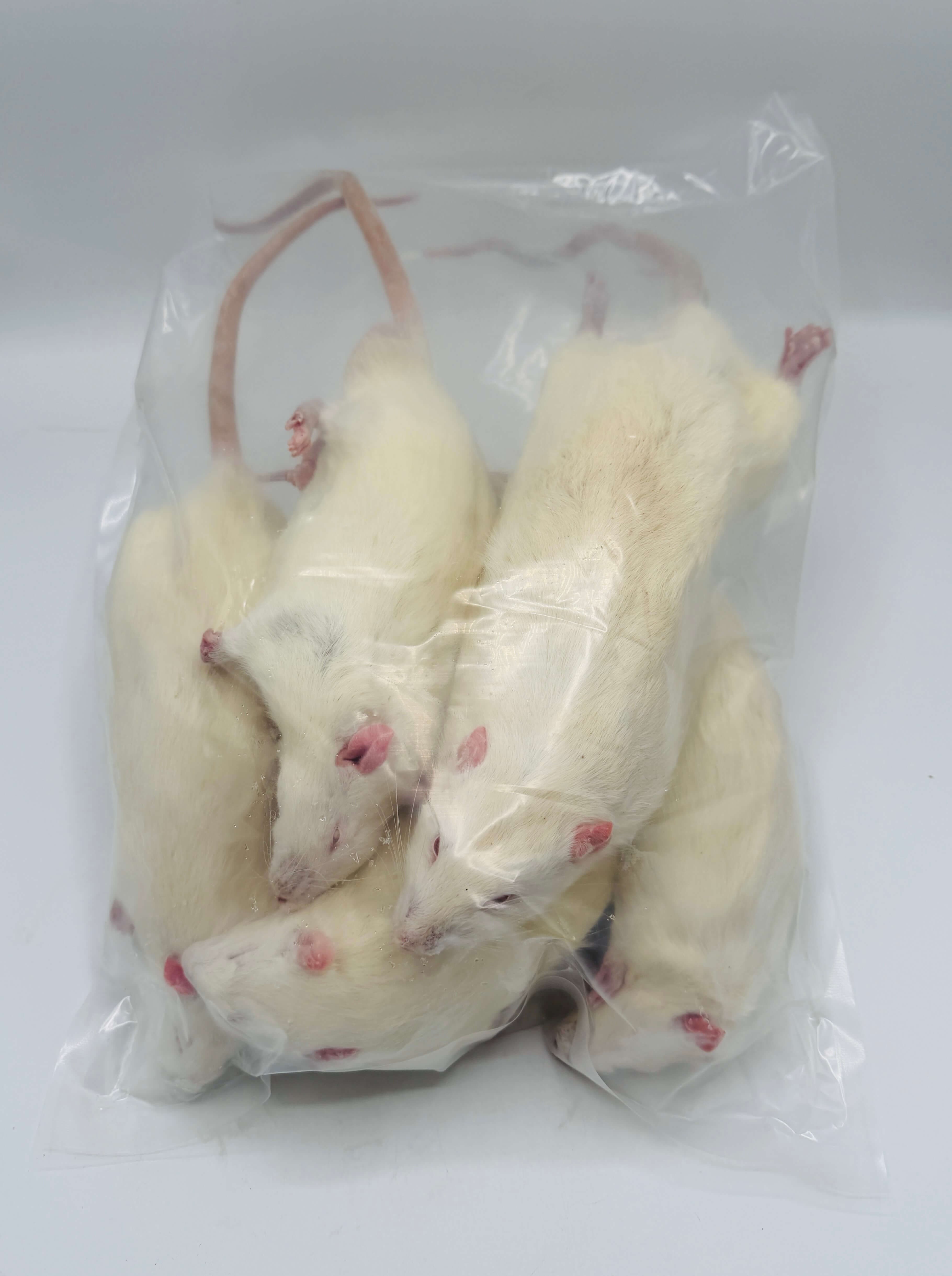 XL Jumbo Rats (>450 g)