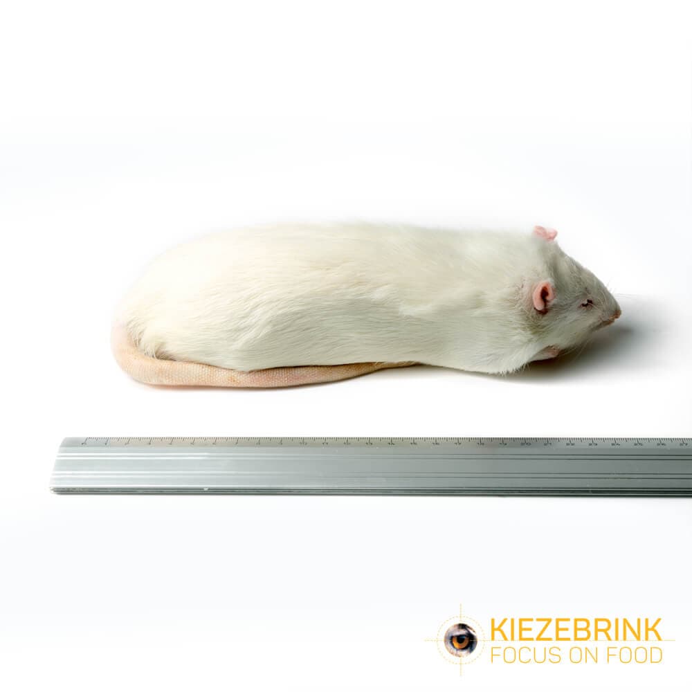 XL Jumbo Rats (>450 g)