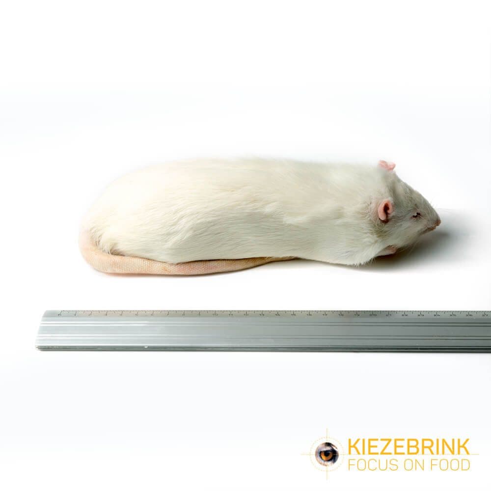 XL Jumbo Rats (>450 g)