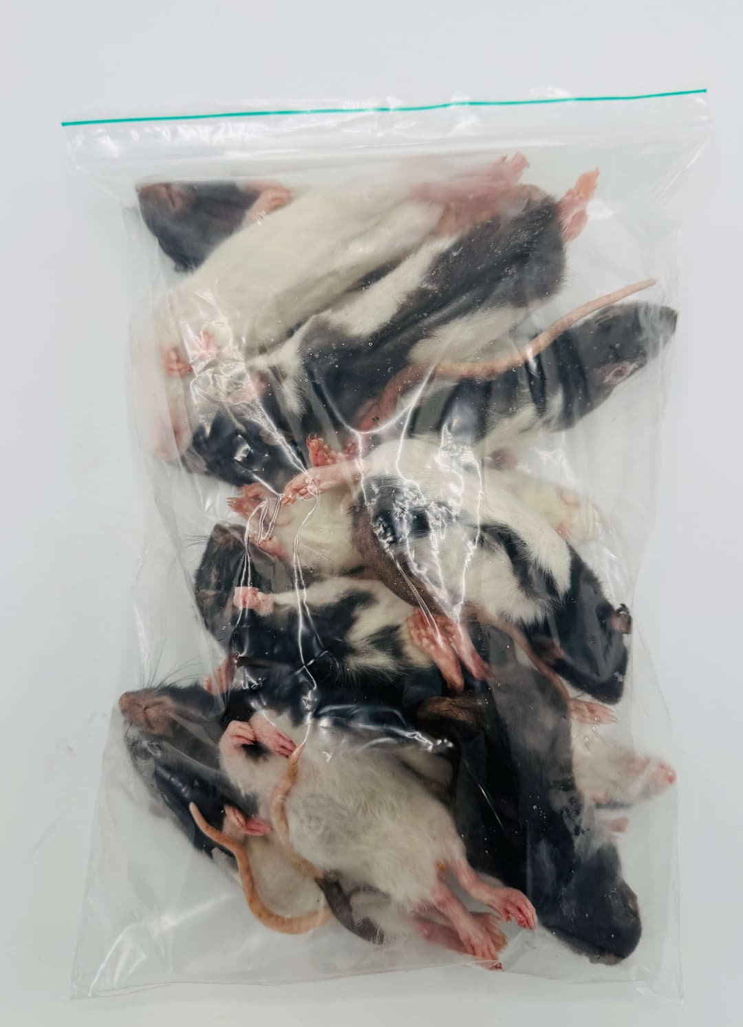 Large Weaner Rats (60-90 g)