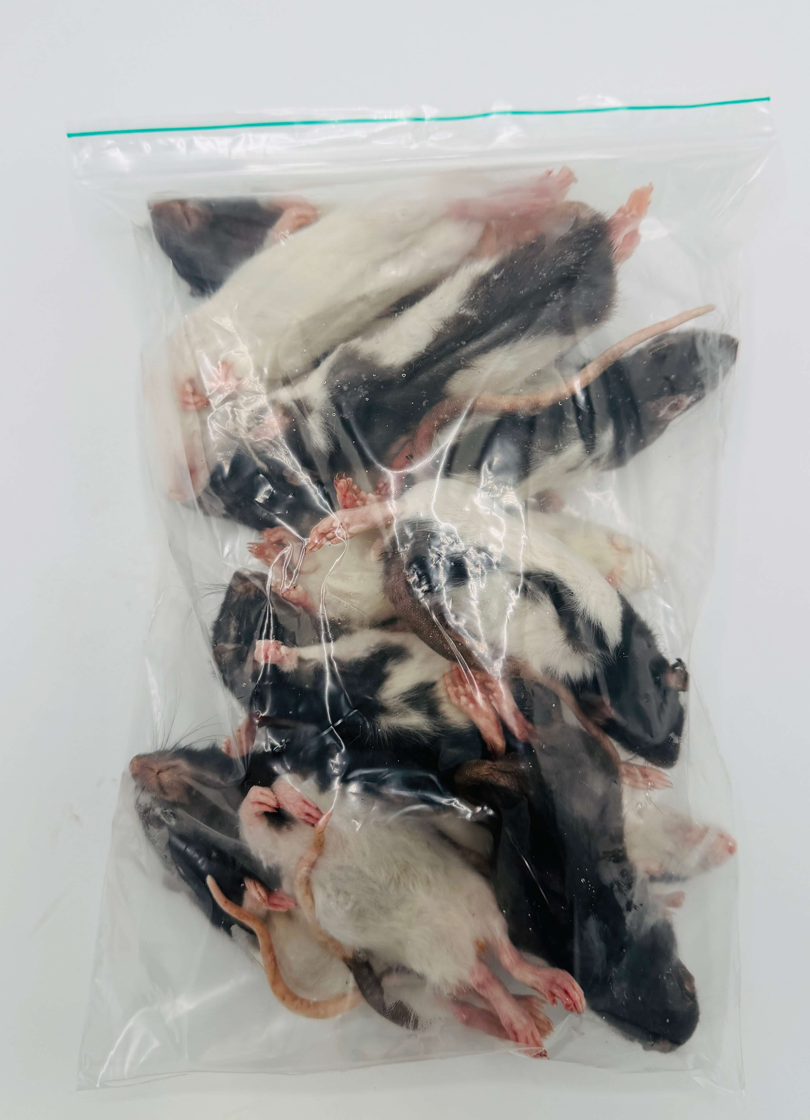 Large Weaner Rats (60-90 g)