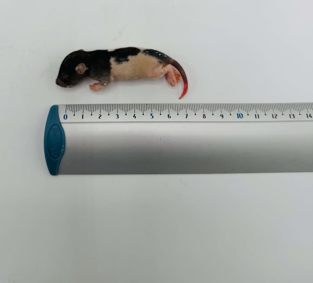 Fuzzy Rats (15-25 g)