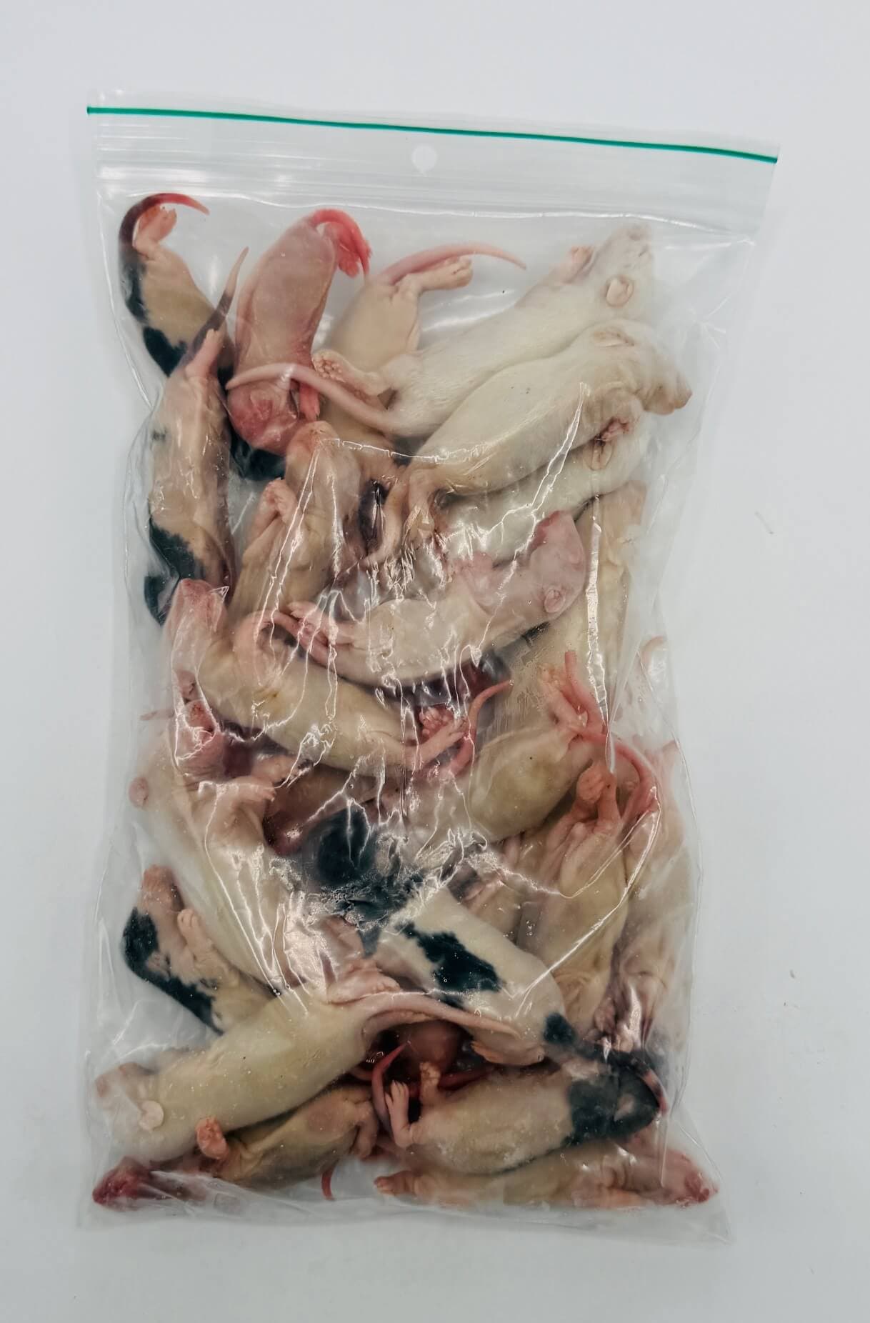 Fuzzy Rats (15-25 g)
