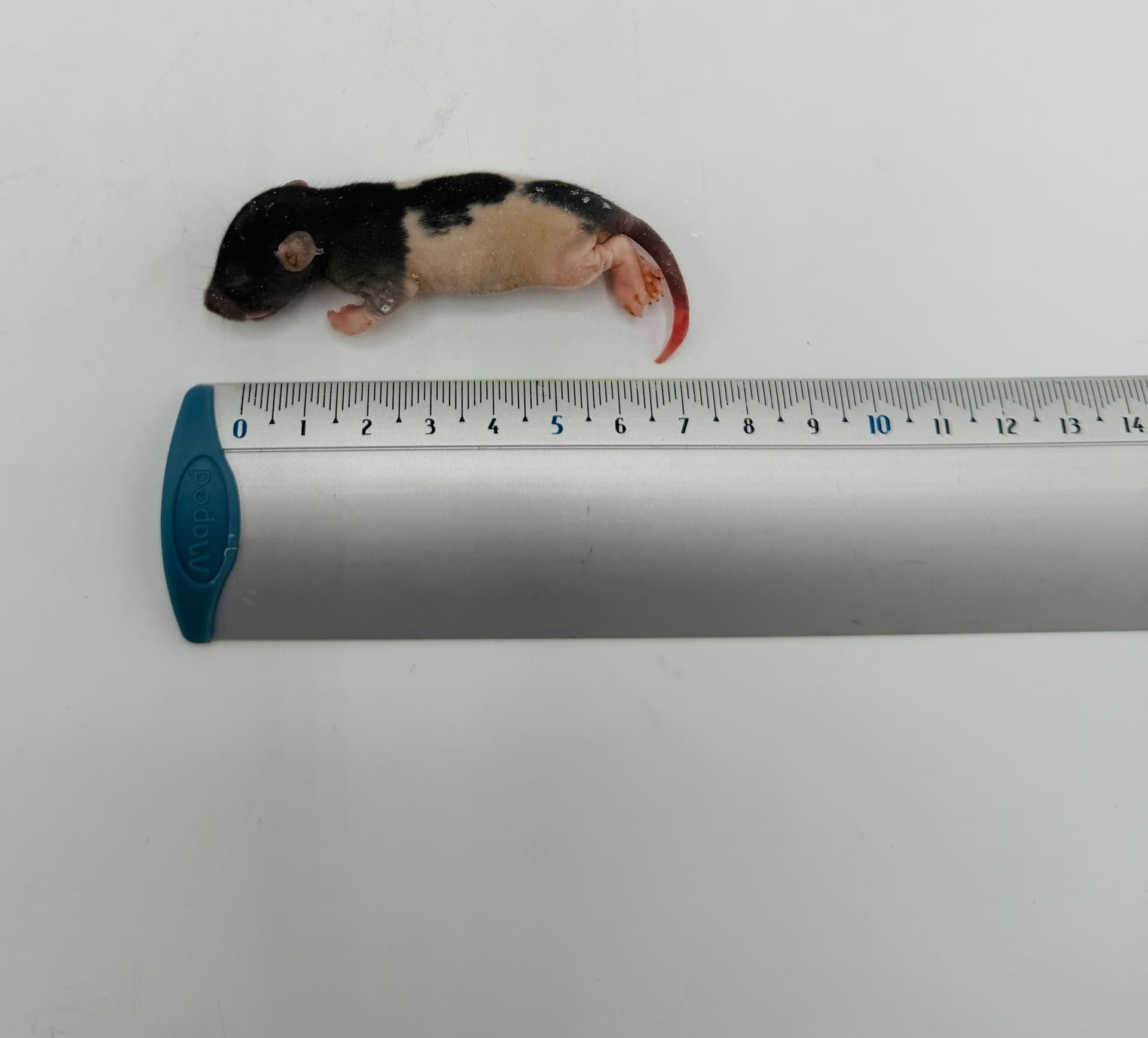 Ratte Specky (15-25 g)