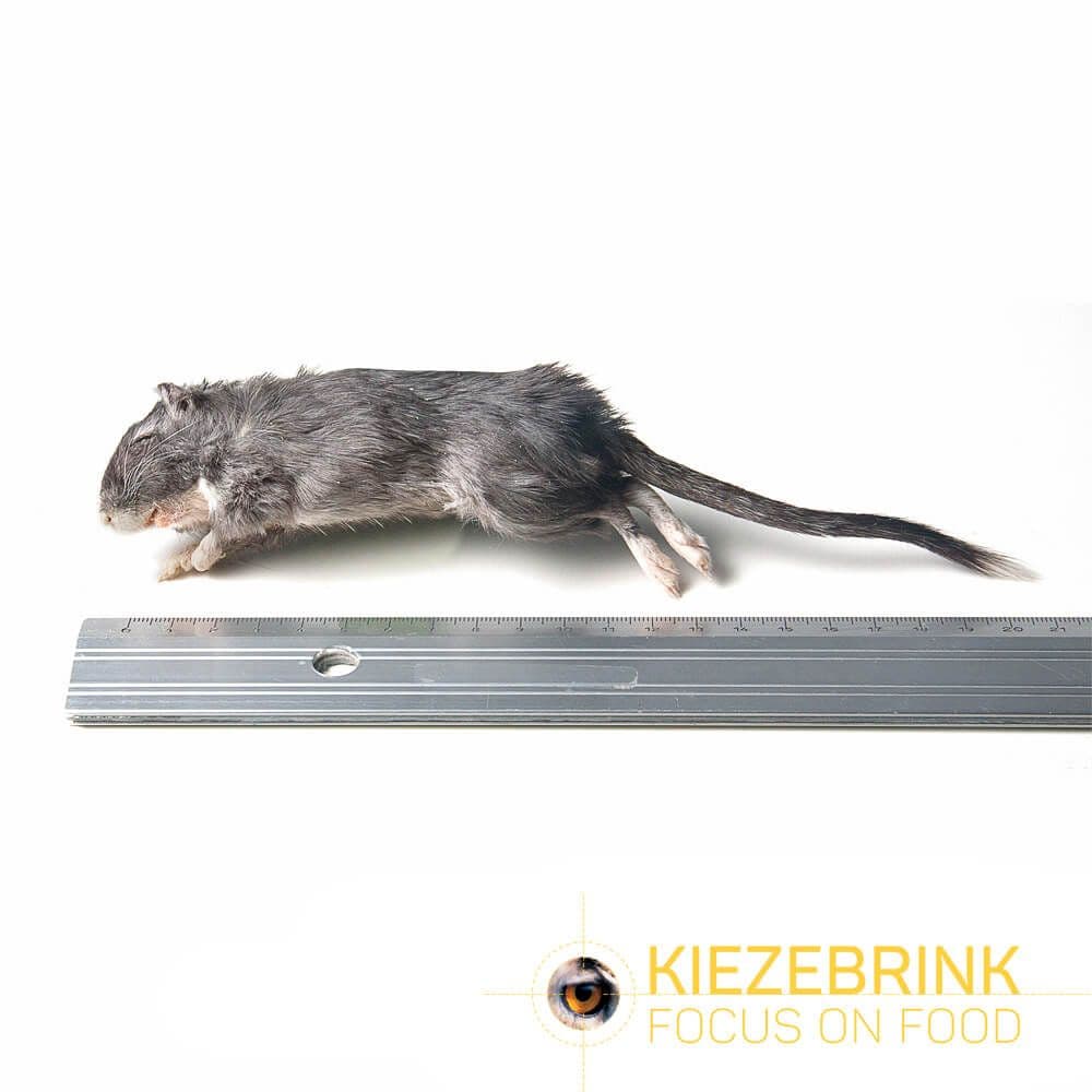 Gerbil (70-110 g)