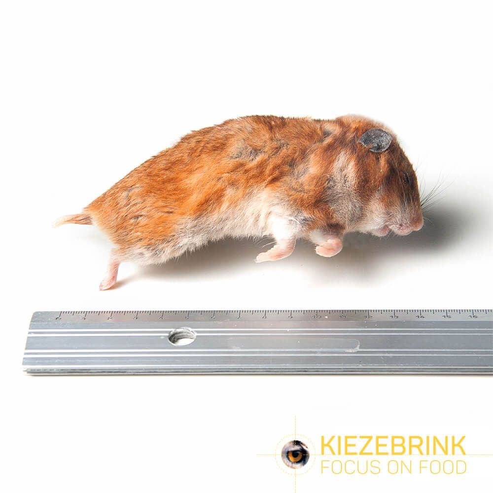 Syrische hamster mix 20-70 g