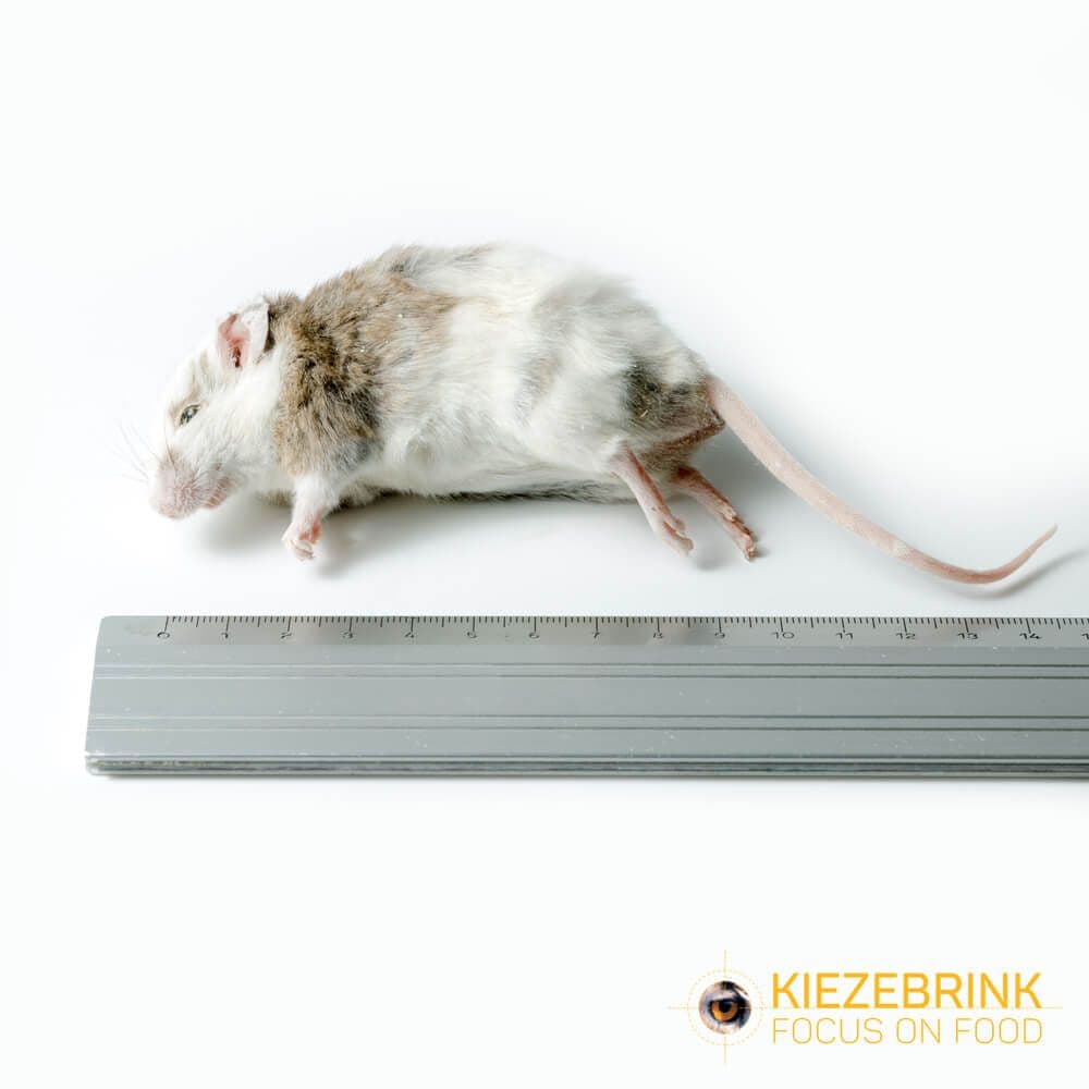 Veeltepelmuis (Mastomys natalensis) (25-40 g)