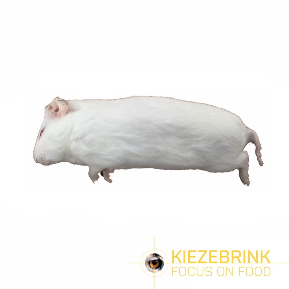 Cavia S (<300 g) - 5x5 st.