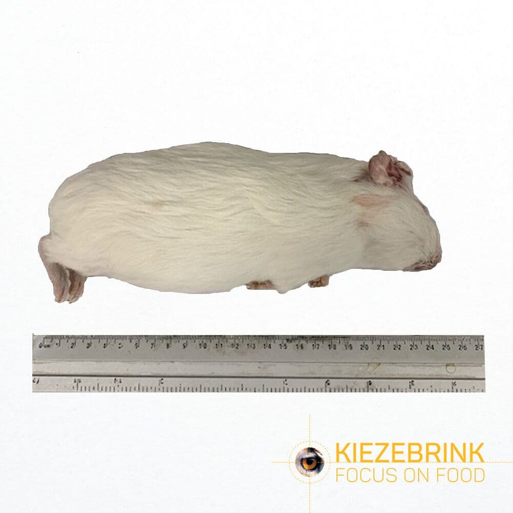 Cavia (300-600 g) - 10x2 st.