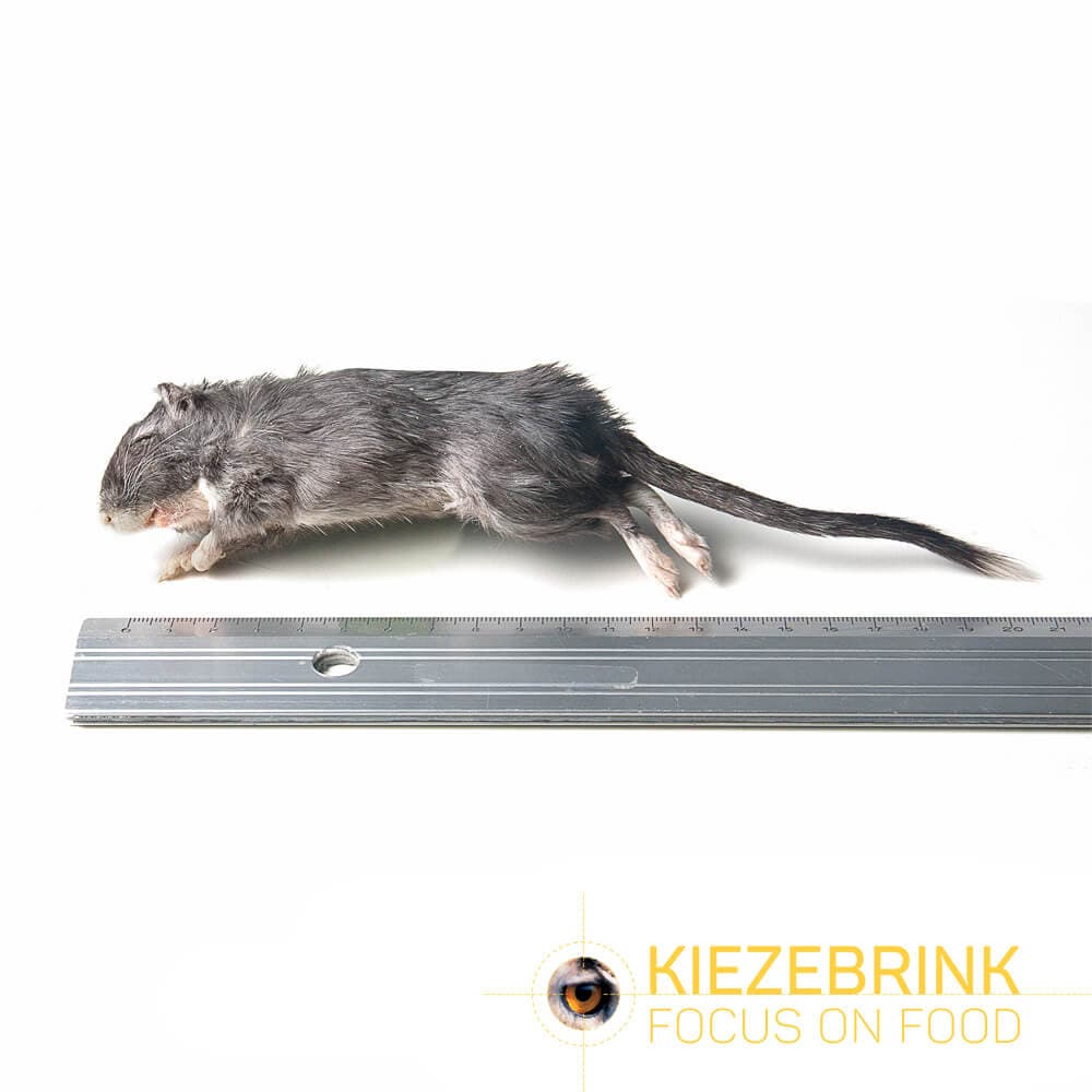 Gerbil (15-70 g)