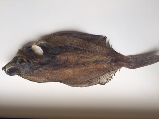 Trocken Plattfisch