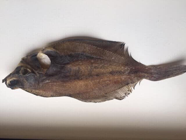 Dried Flatfish