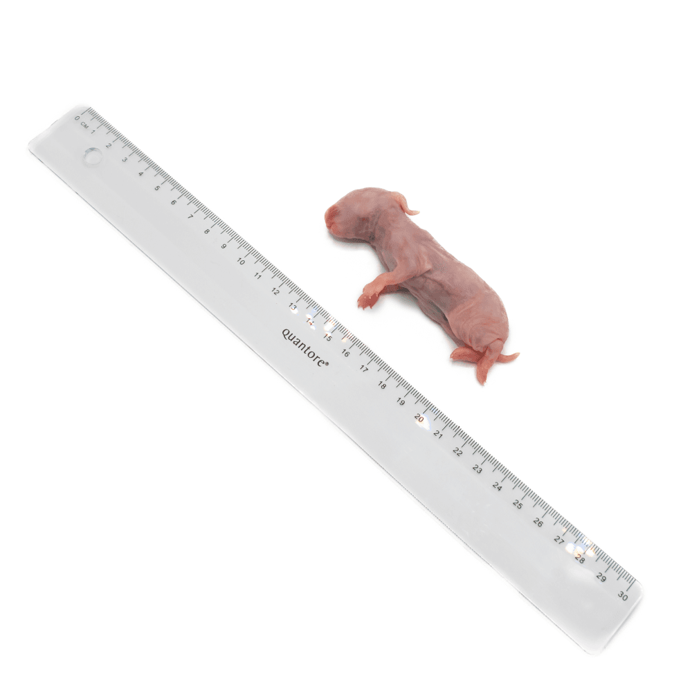 Konijn XXS (35-65 g)