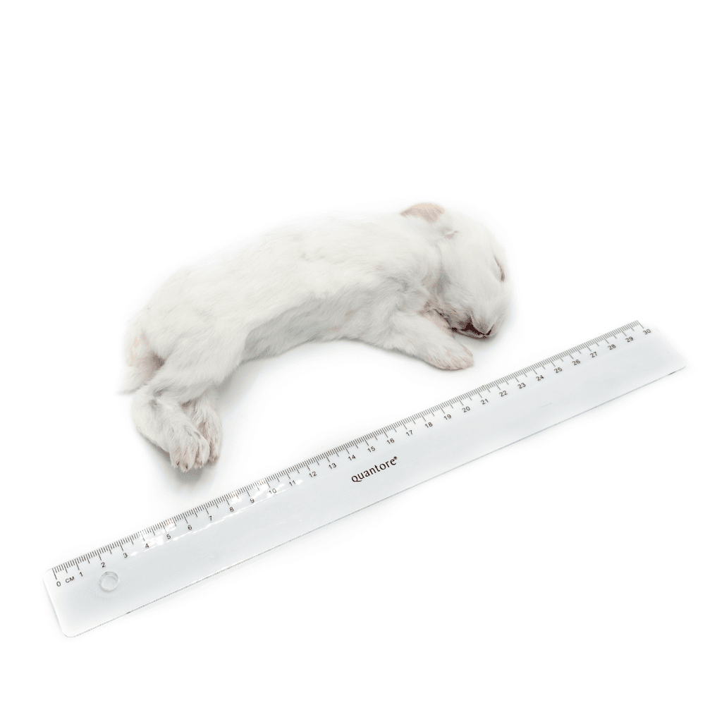 Konijn XS (200-300 g) - 35 st./doos