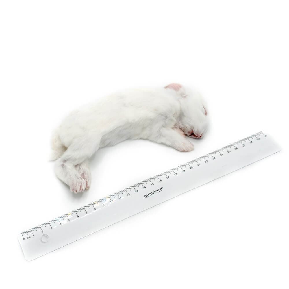 Rabbit XS (200-300 g) - 35 pcs/box