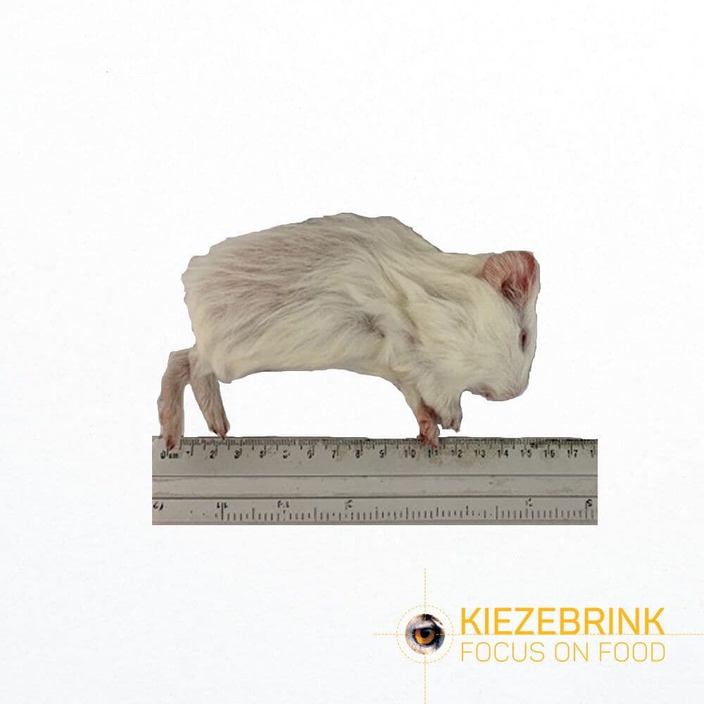 Cavia Small (<300 g)