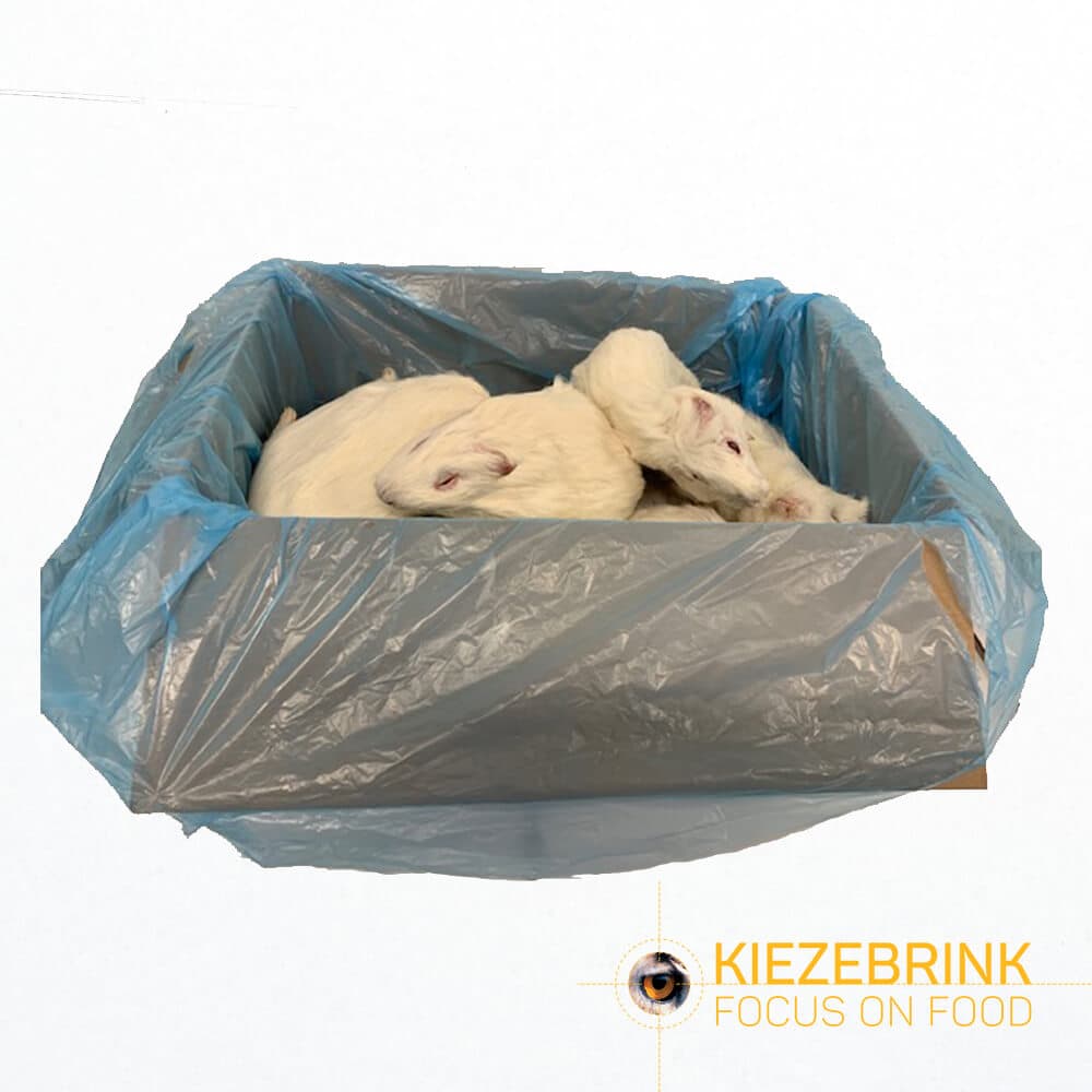 Cavia Large (>600 g)