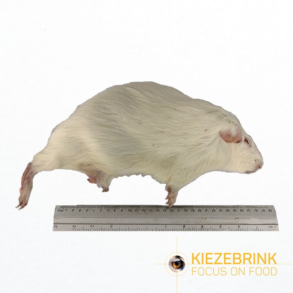 Meerschwein Gross (>600 g)