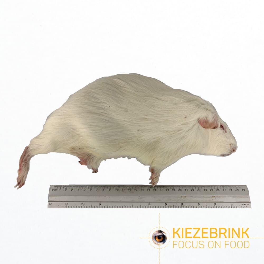 Cavia Large (>600 g)
