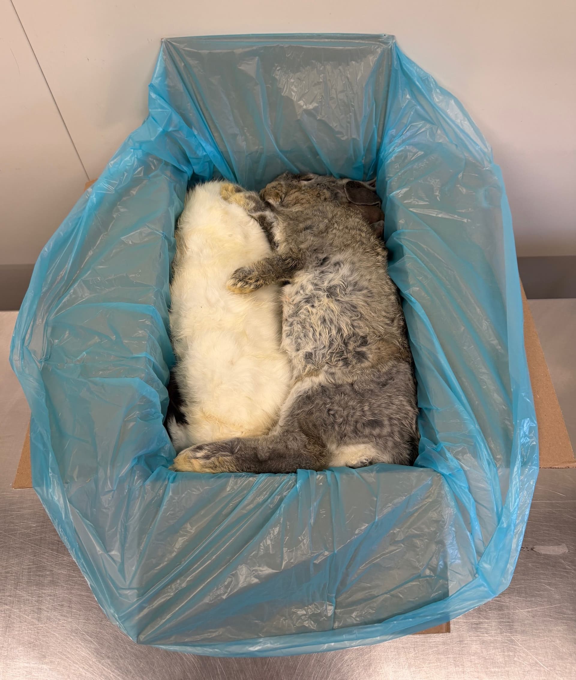 Coloured rabbit 2-3kg