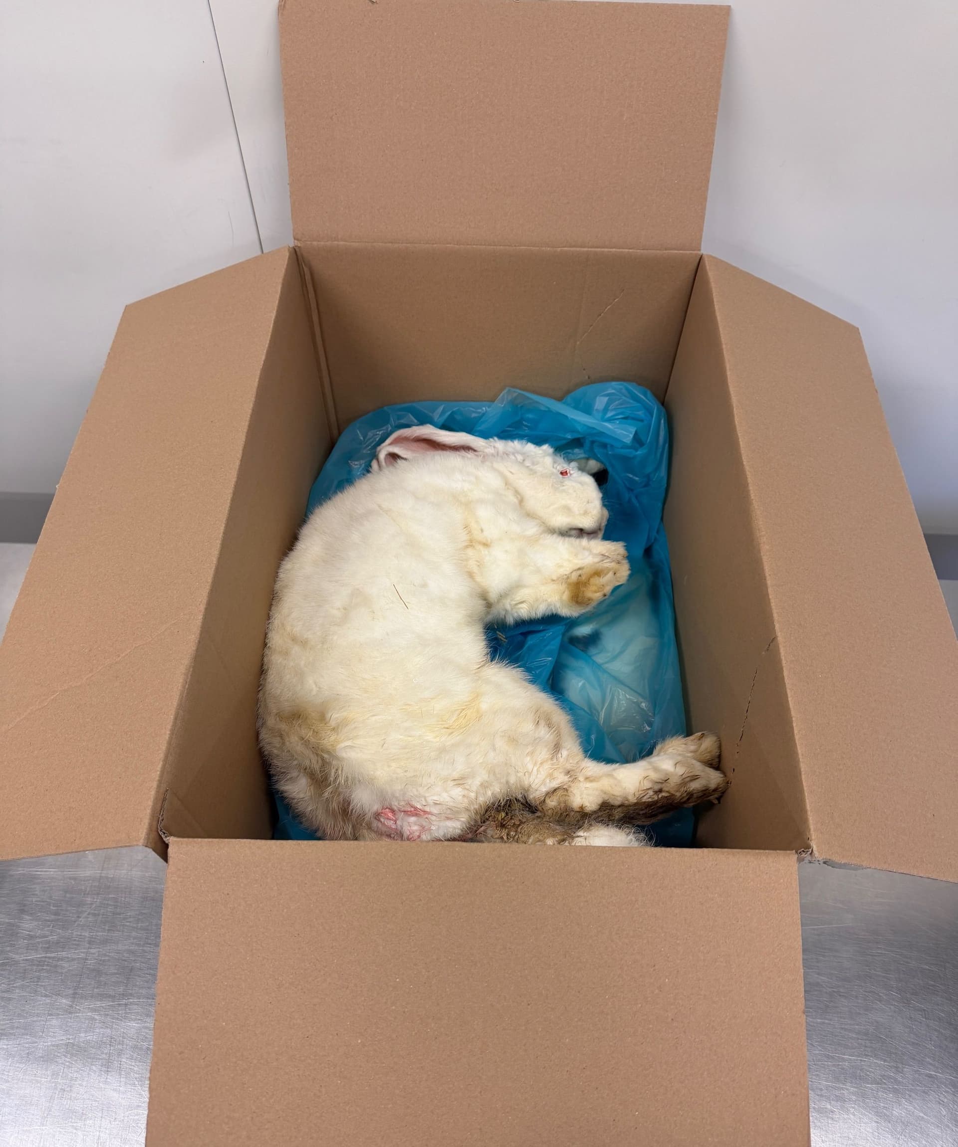 Coloured rabbit >3kg