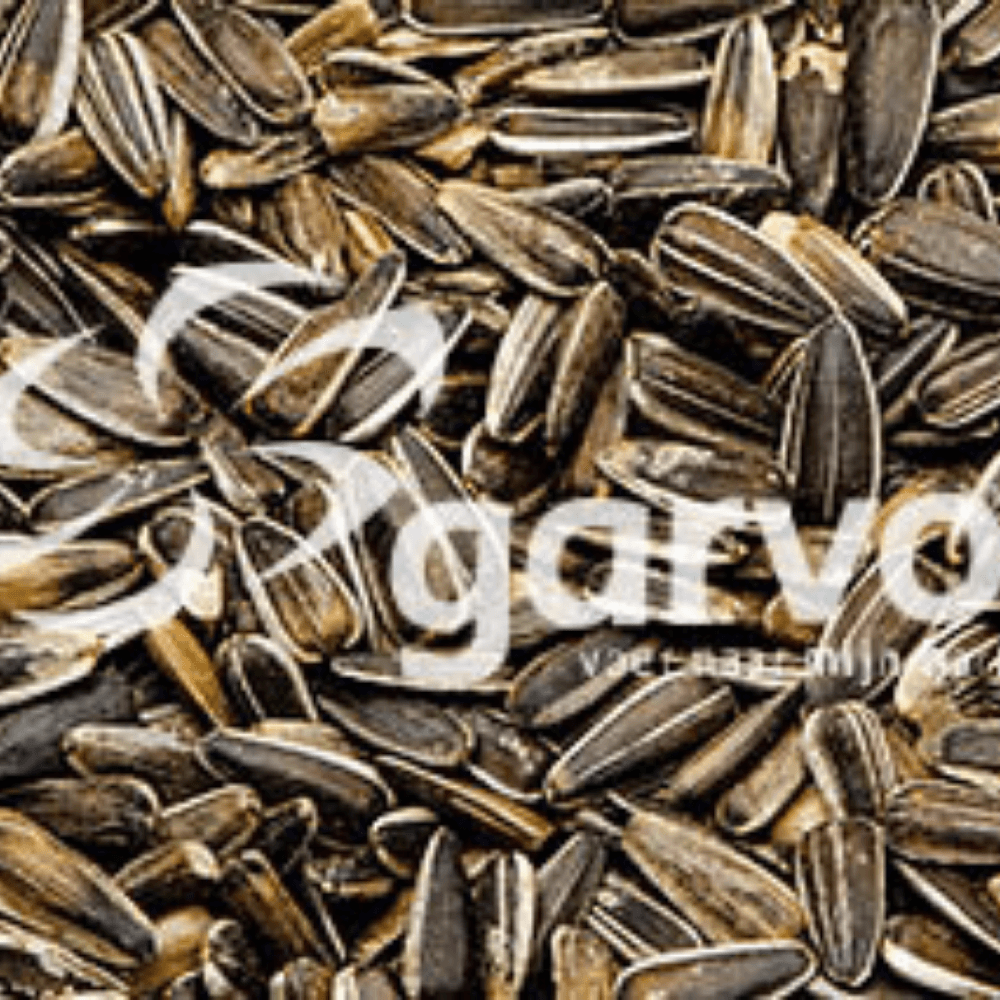 Sonnenblumen Gestreift Klein