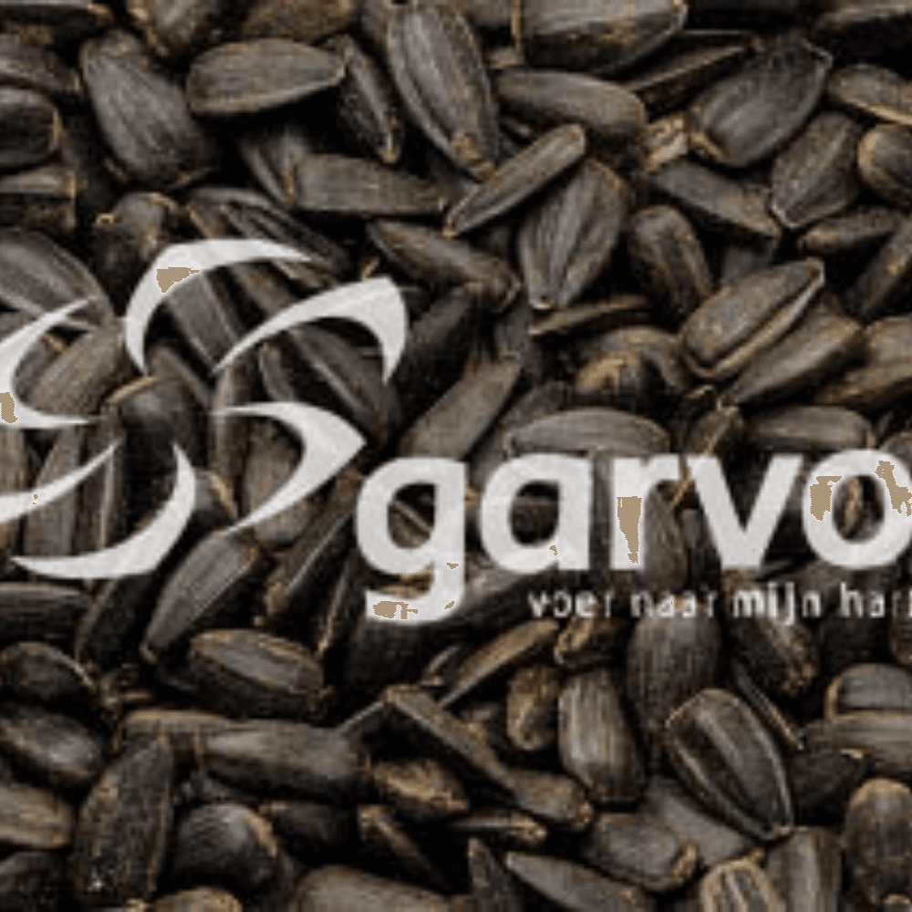 Sonnenblumen Schwarz