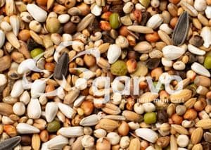 Exotisches Taubenfutter Deluxe