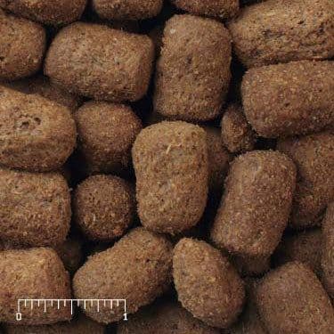 Wild Carnivore - Bear Plus