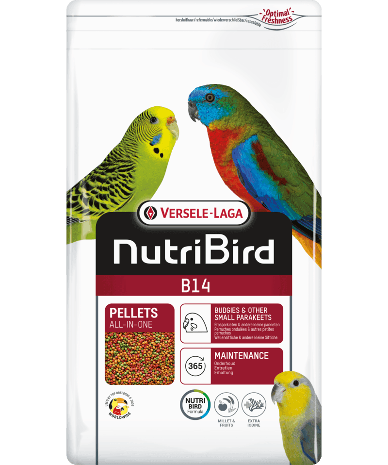 B14 Budgerigar Maintenance