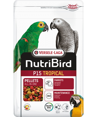 P15 Parrot Maintenance Tropical