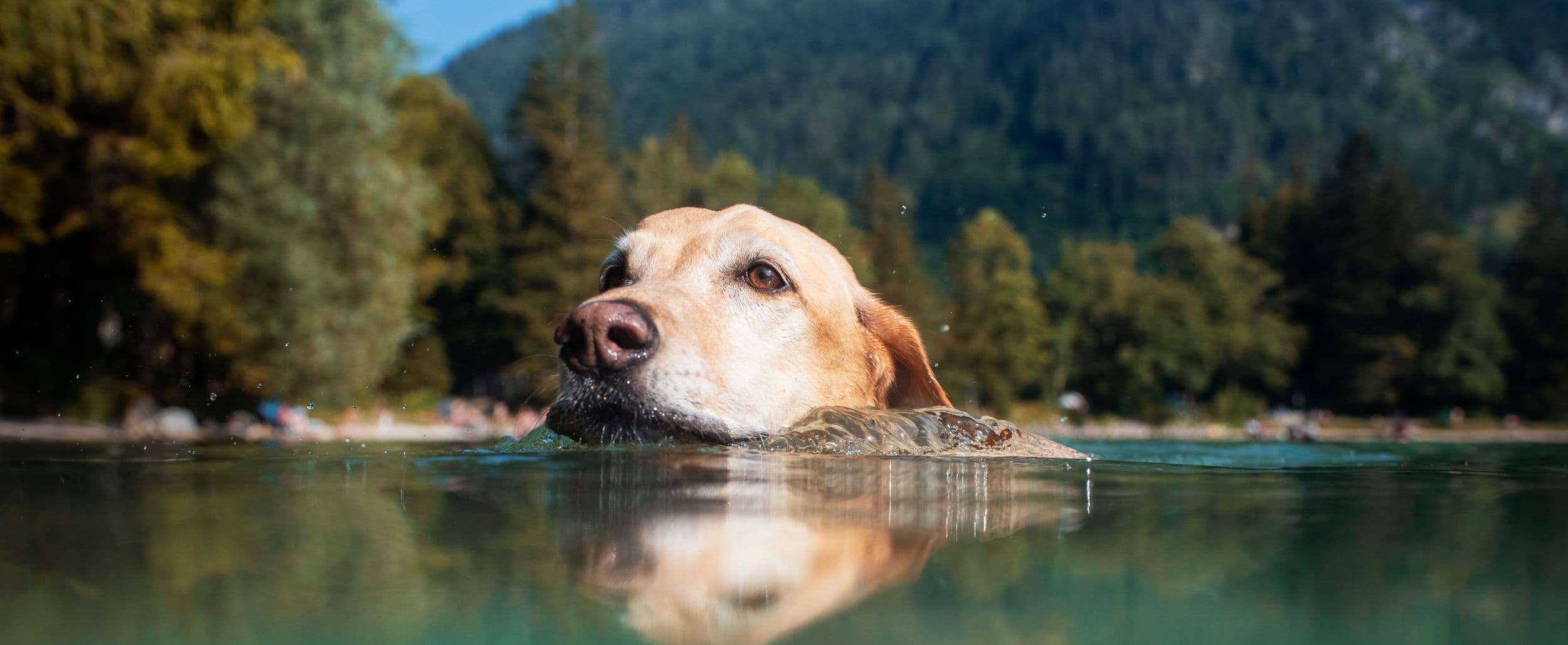 Swimming dog
