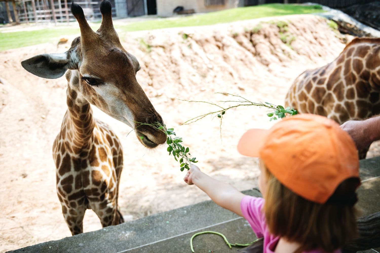 Kids feeding giraffe