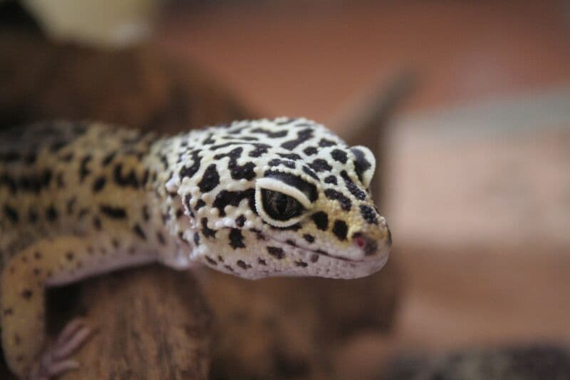 Leopard Gecko Simple Common Leopard Gecko | Kiezebrink