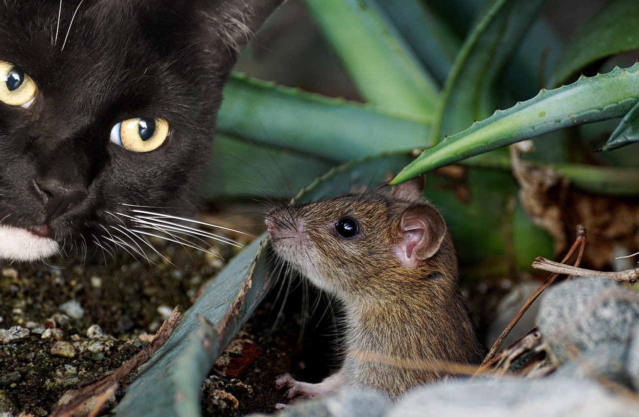  kat en muis