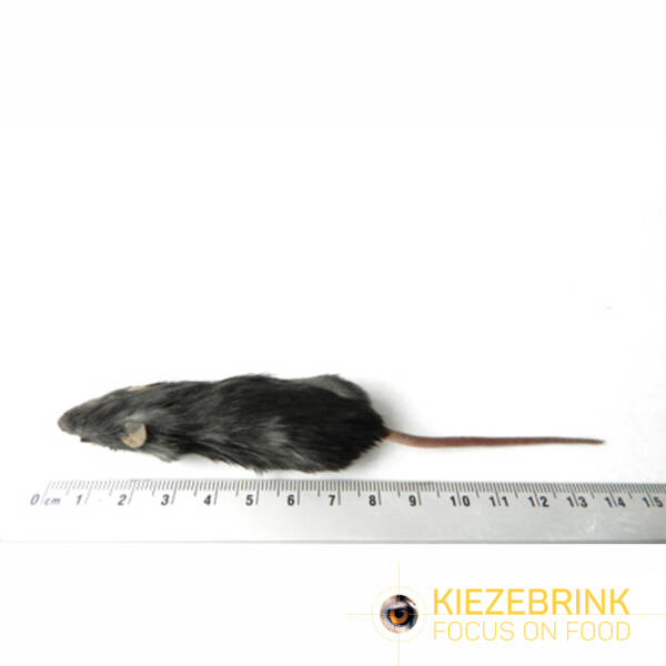 Regular mice 15-22 g