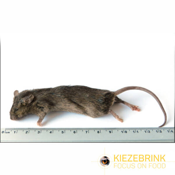 Große Mäuse >23 g