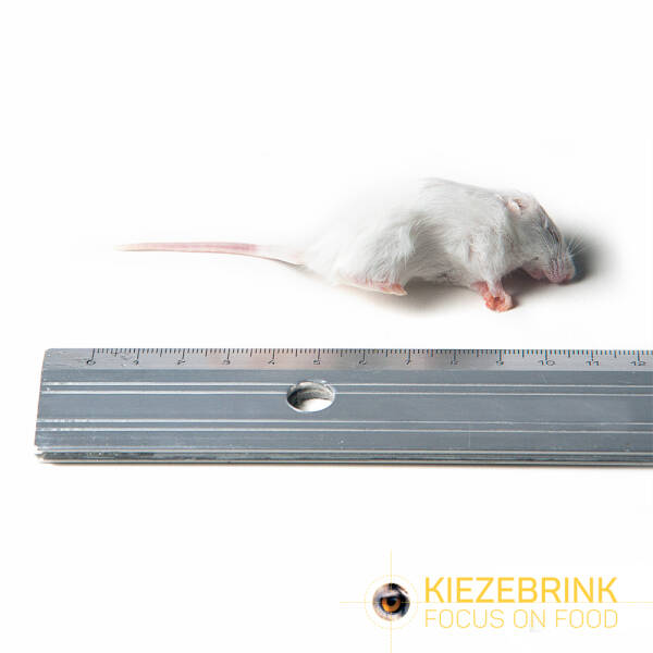 Kleine muis 8-15 g