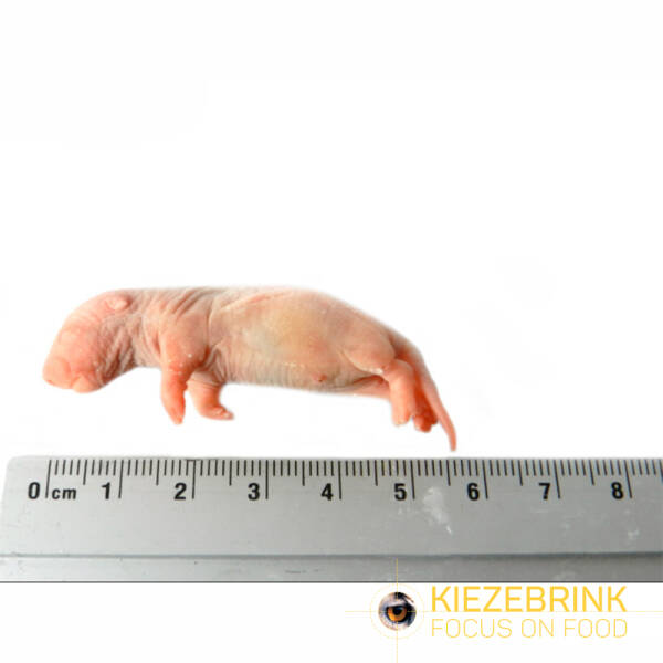 Baby rat 5-12 g
