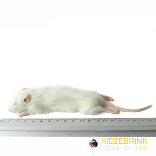 Small Weaner Rats (25-60 g)