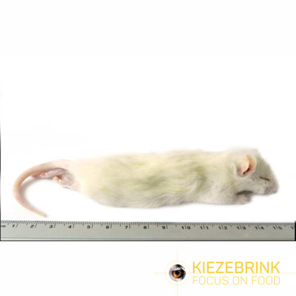 Large weaner rat 60-90 g