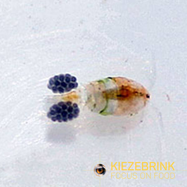 Cyclops/Rotifer Cyclops/Rotifer