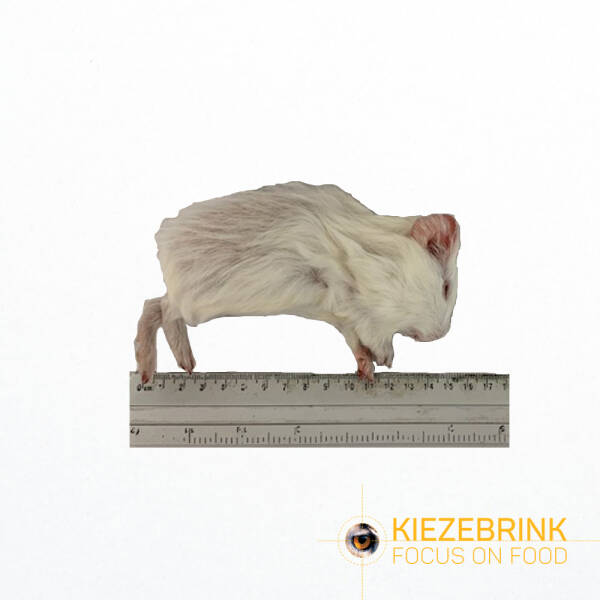 Guinea Pig Small ( Guinea Pig Small (