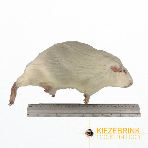 Guinea Pig Large (>600 g) Guinea Pig Large (>600 g)