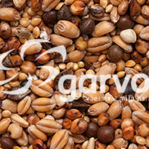 Turtle dove standard 5426