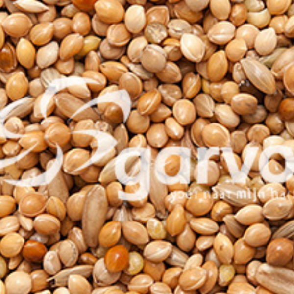 Budgerigars basic 5341