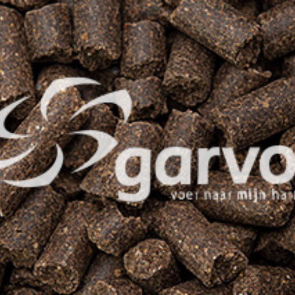 Rangers Pressed Dogfood 5631