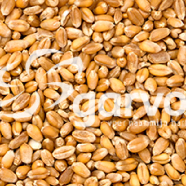 Pigeon Wheat Pigeon Wheat