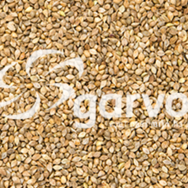 Millet Japanese 5359